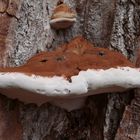 Ganoderma applanatum