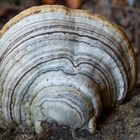 Ganoderma megaloma