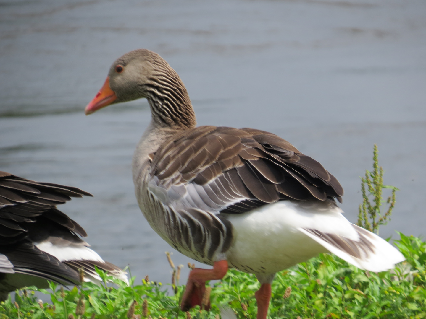 Gans Foto &amp; Bild | natur, tiere, vögel Bilder auf fotocommunity