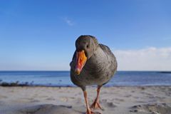 Gans 3 " Was guckst Du "