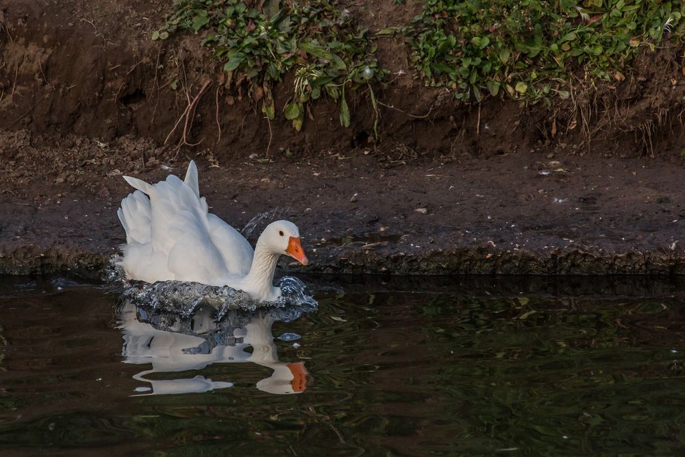 Gans ab ins Wasser