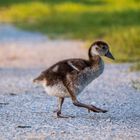 Gans allein auf Erkundungstour