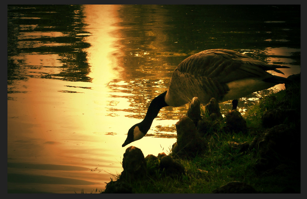 Gans am Abend