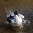 Gans am Bruchsee putzt sich