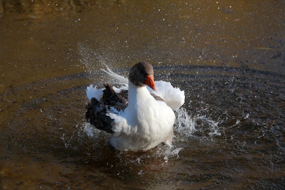 Gans am Bruchsee putzt sich