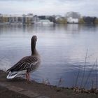 Gans am Gewässer