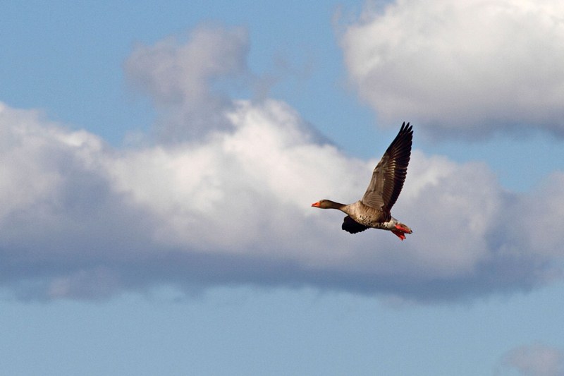 Gans am Himmel