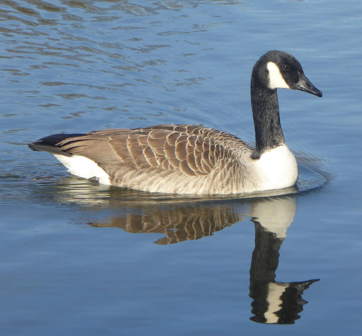 Gans am morgen