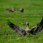 Gans am Niederrhein