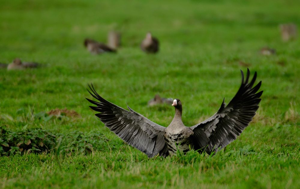 Gans am Niederrhein