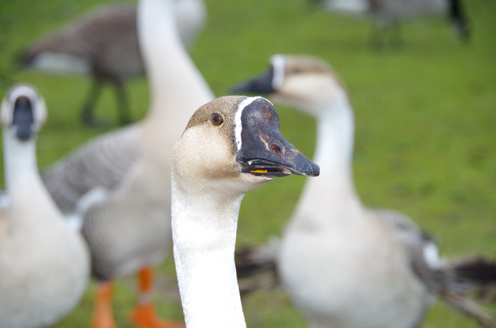 Gans am Rhein in Niederkassel-Mondorf