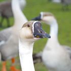 Gans am Rhein in Niederkassel-Mondorf