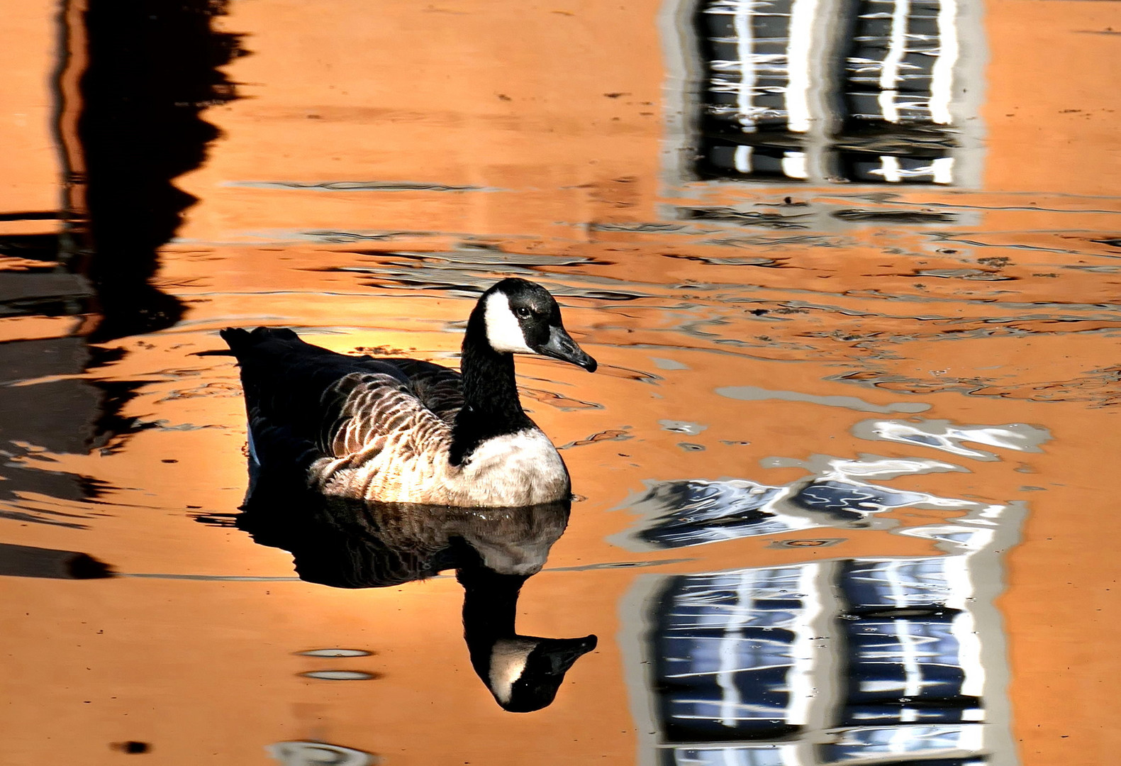 Gans am Schloss