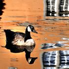 Gans am Schloss