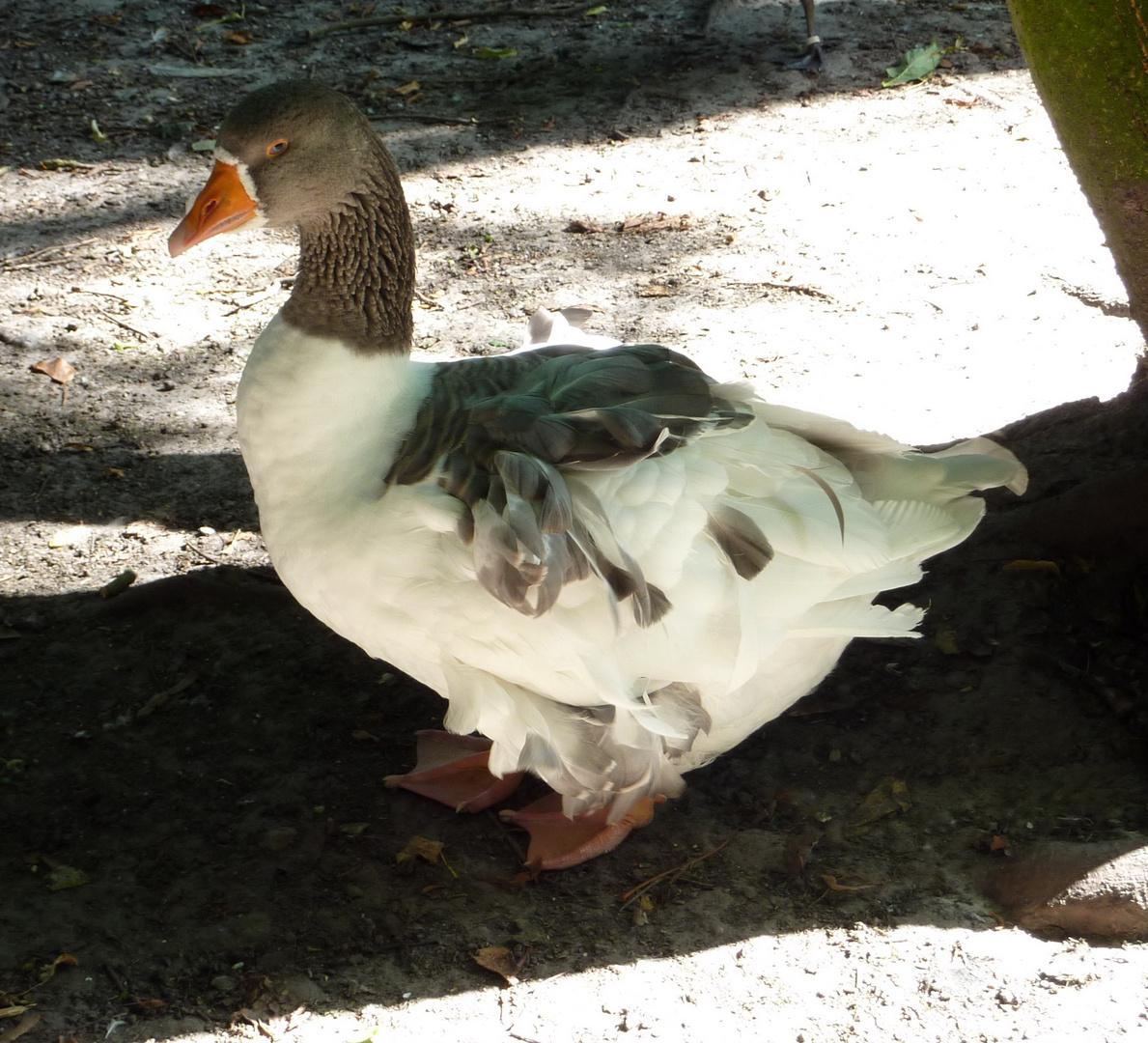 Gans am Schwanenteich in Norden