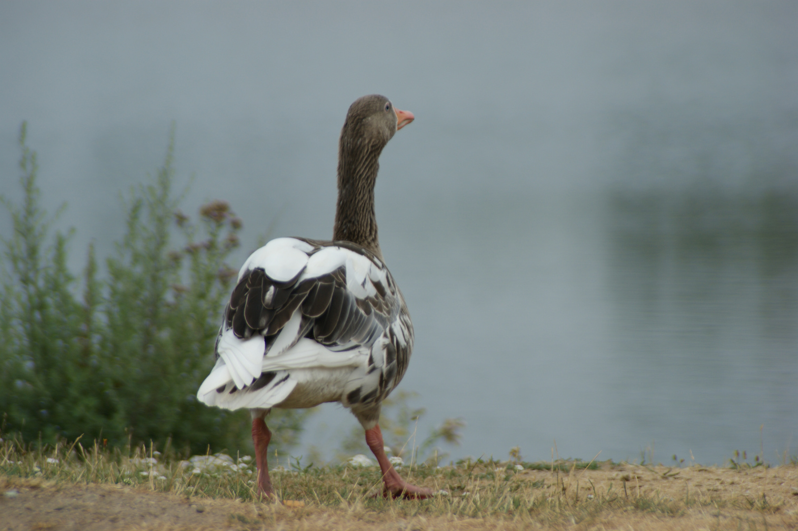 Gans am See