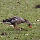 Gans am Stadtteich in Gladbeck / Endlich ist der Winter vorüber und ich kann auf Futtersuche gehen