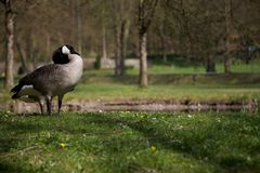 Gans am Teich