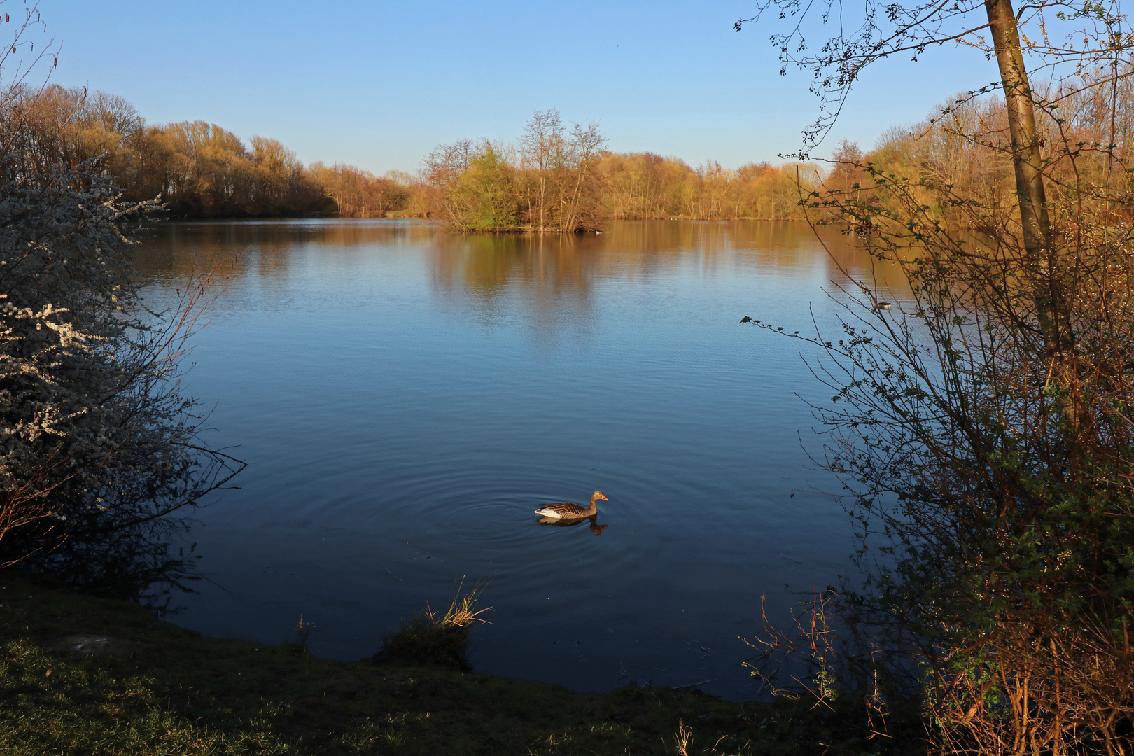 Gans auf dem Fischteich