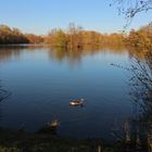 Gans auf dem Fischteich