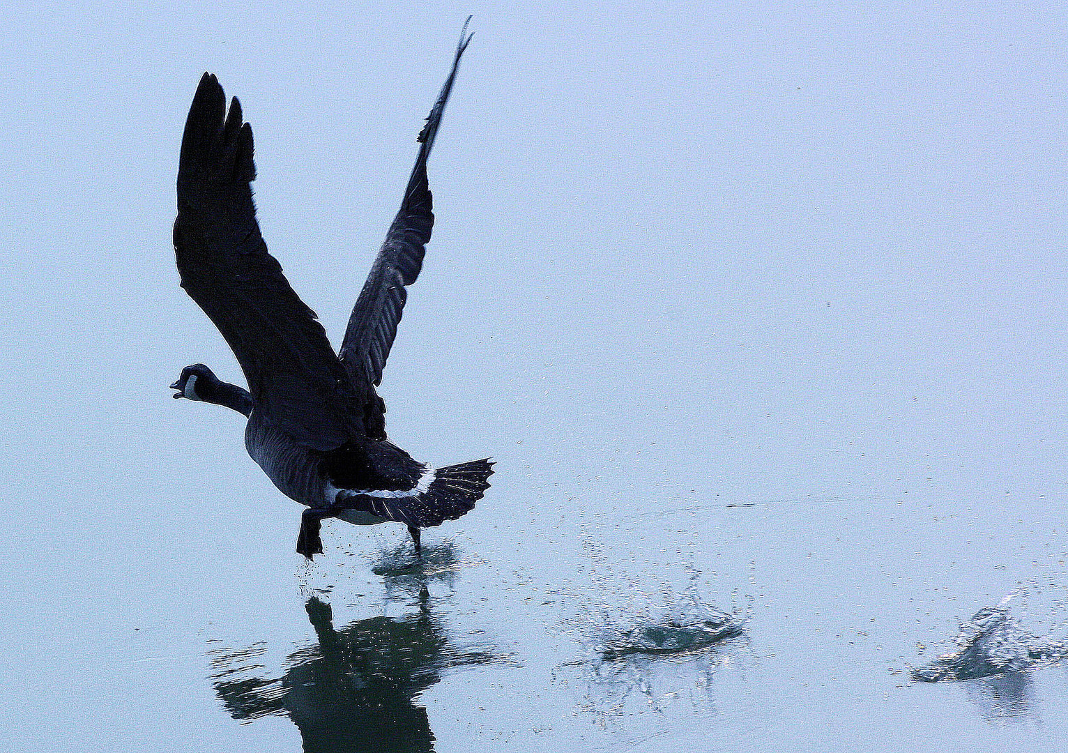 Gans auf dem Hardtsee