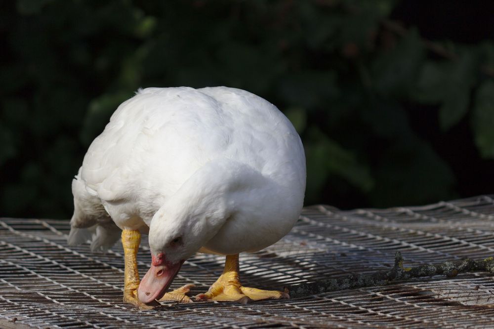 Gans auf dem Käfig Foto &amp; Bild | natur, mannheim, tiere Bilder auf ...