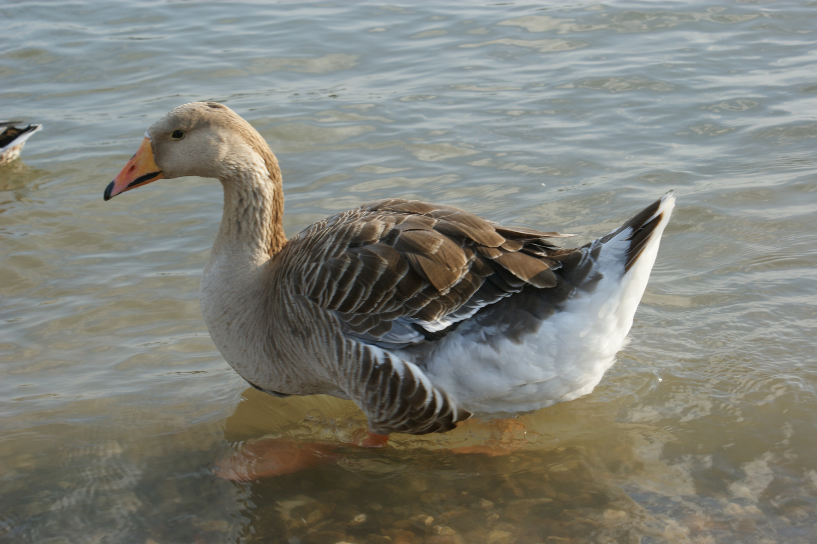 Gans auf dem Rhein