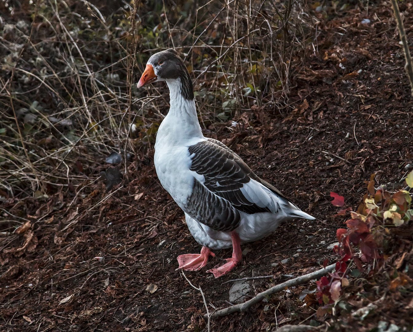 Gans auf dem Weg zur Mur Foto &amp; Bild | tiere, wildlife, wild lebende ...