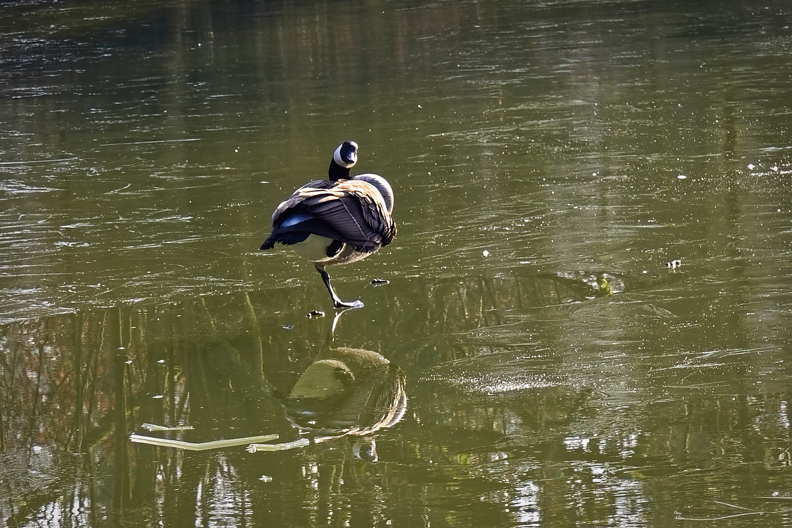 Gans auf Eis