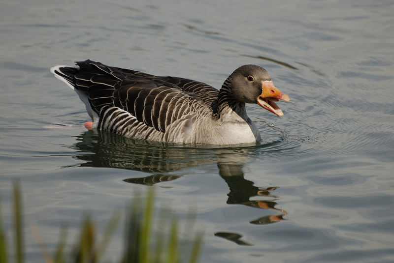 Gans auf Erkundungstour