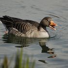 Gans auf Erkundungstour