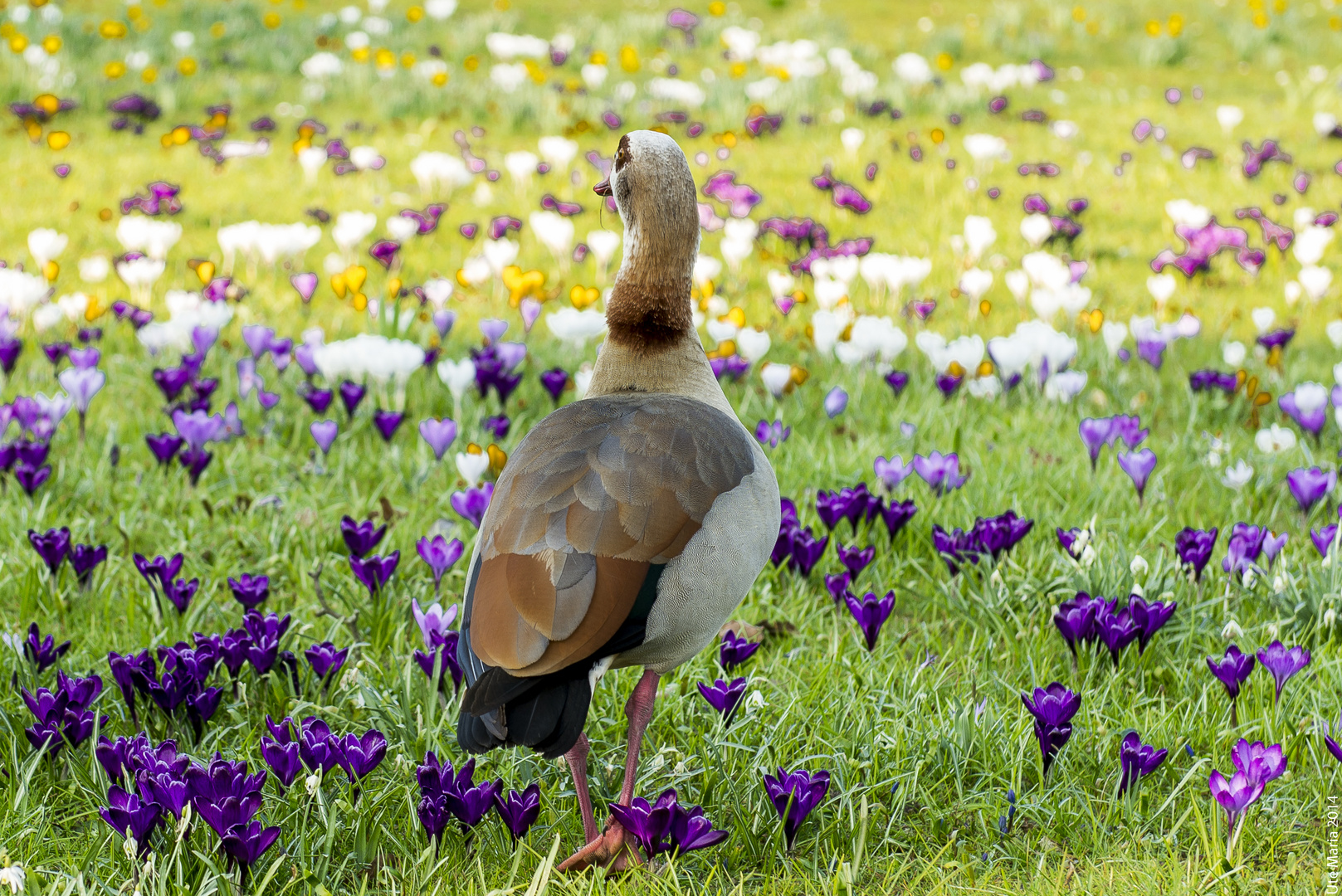 Gans auf Krokoss - Der Frühling beginnt !