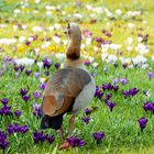 Gans auf Krokoss - Der Frühling beginnt !