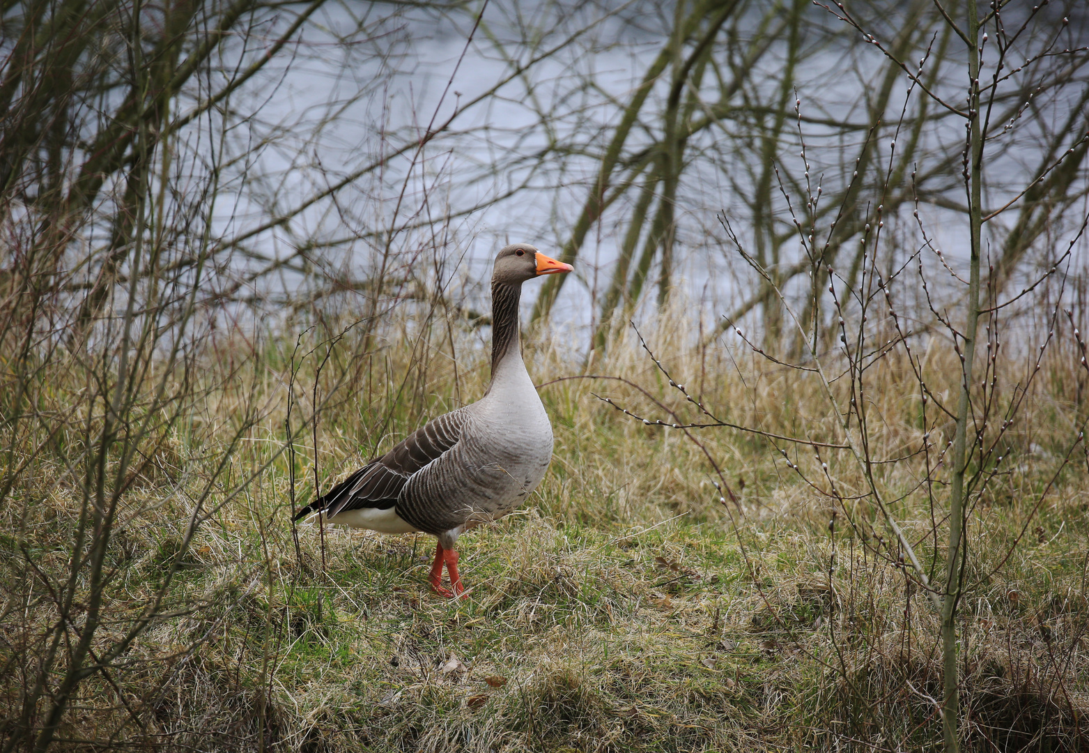 Gans aufmerksam