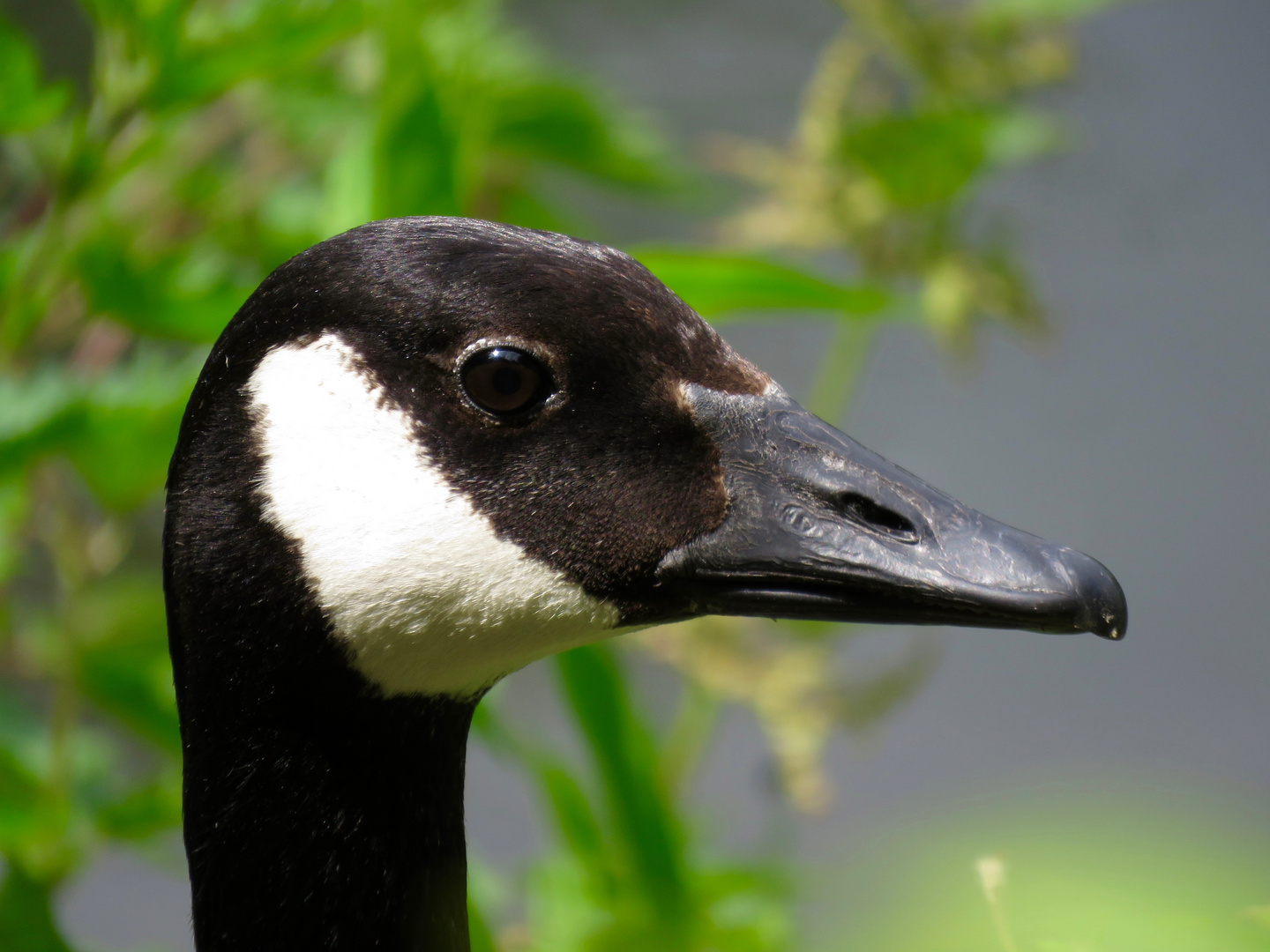 Gans aufmerksam