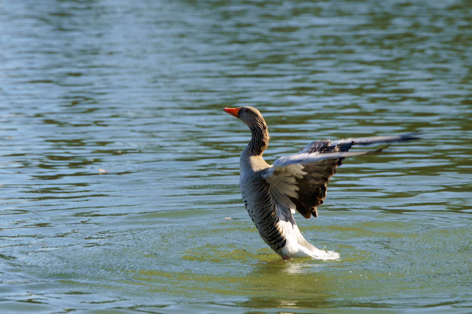 Gans aufrecht#2