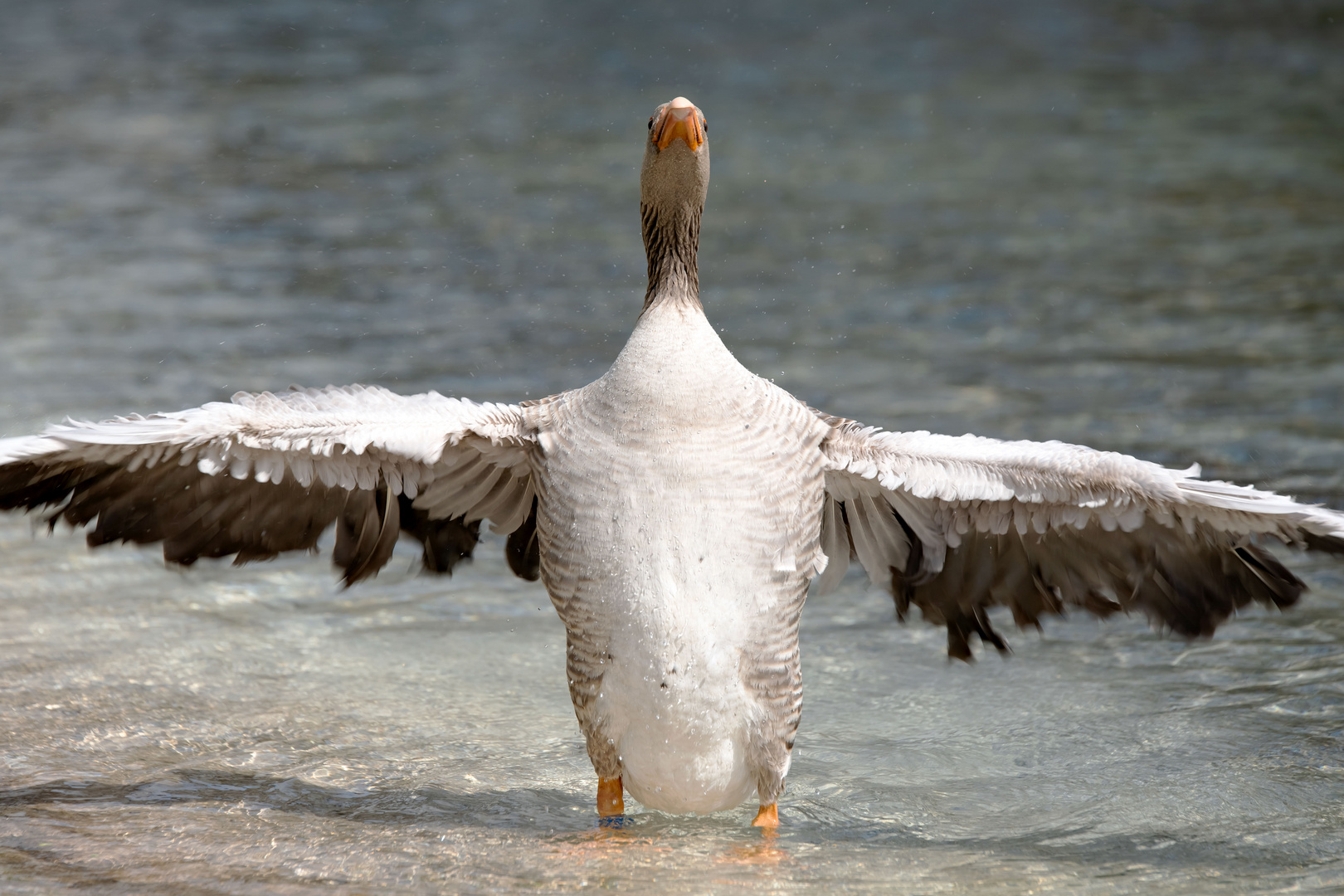 Gans aufrecht#3