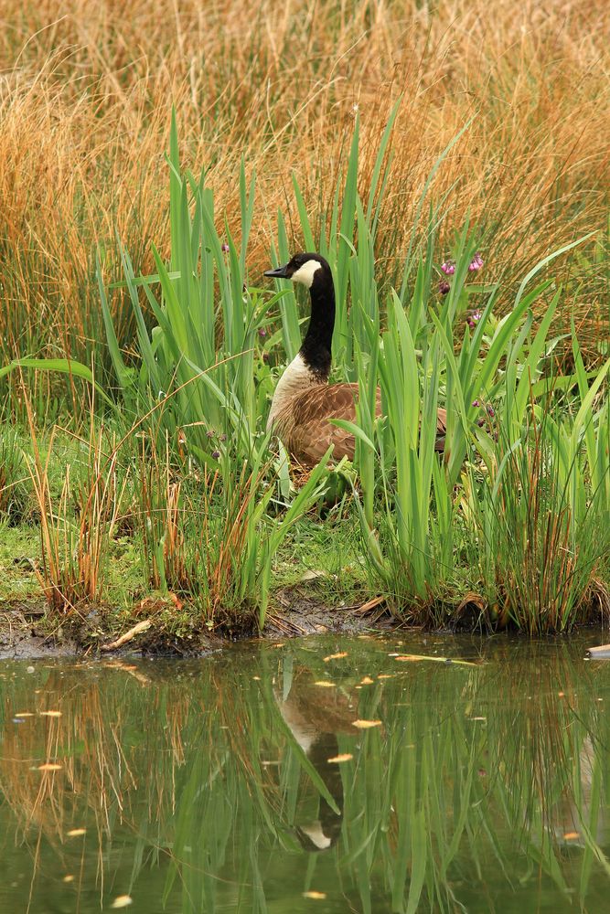 Gans bei der Nestwache