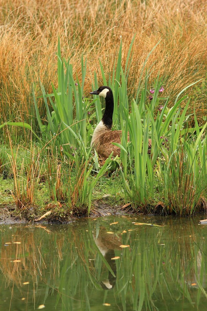 Gans bei der Nestwache