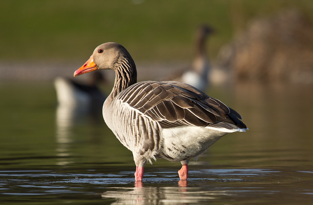 Gans beim Abendbad