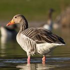 Gans beim Abendbad