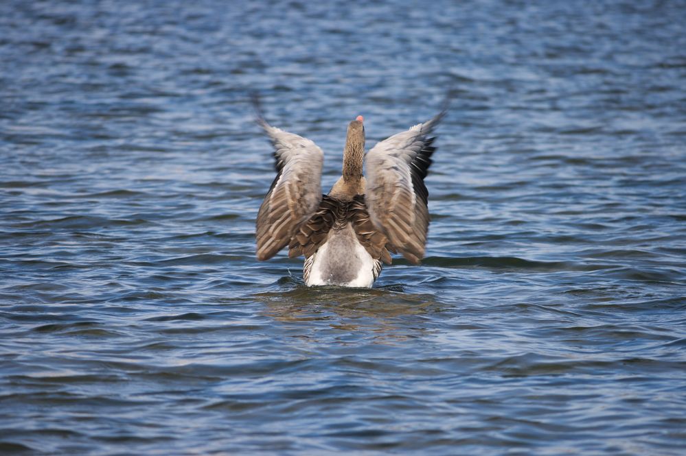 Gans beim baden.