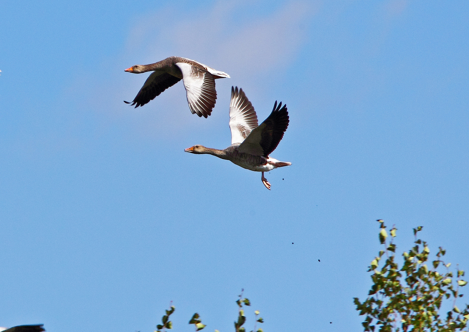 Gans beim .............erwischt!