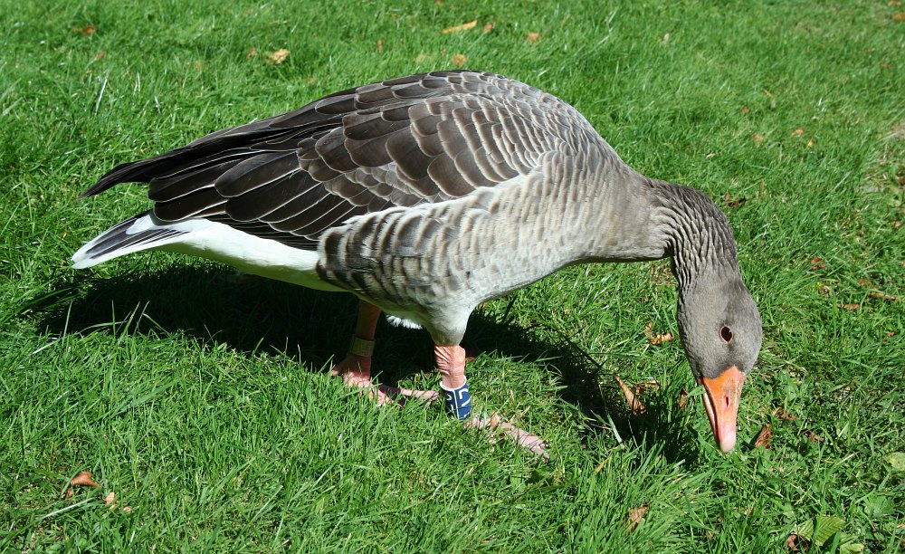 Gans beim Frühstück