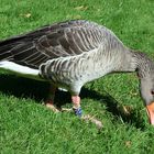 Gans beim Frühstück