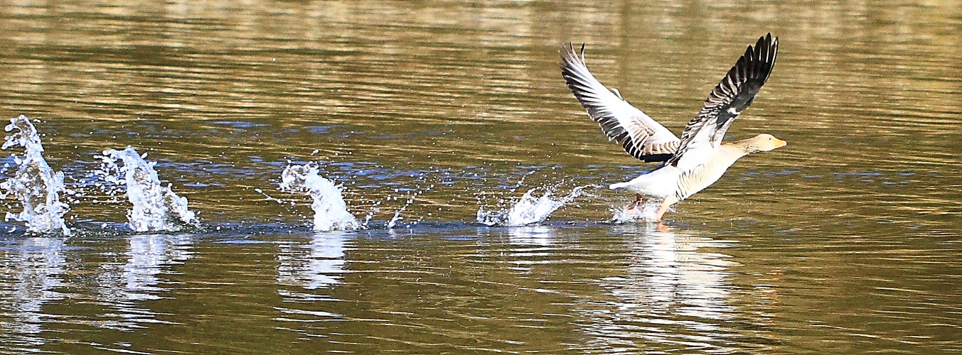 Gans beim Start