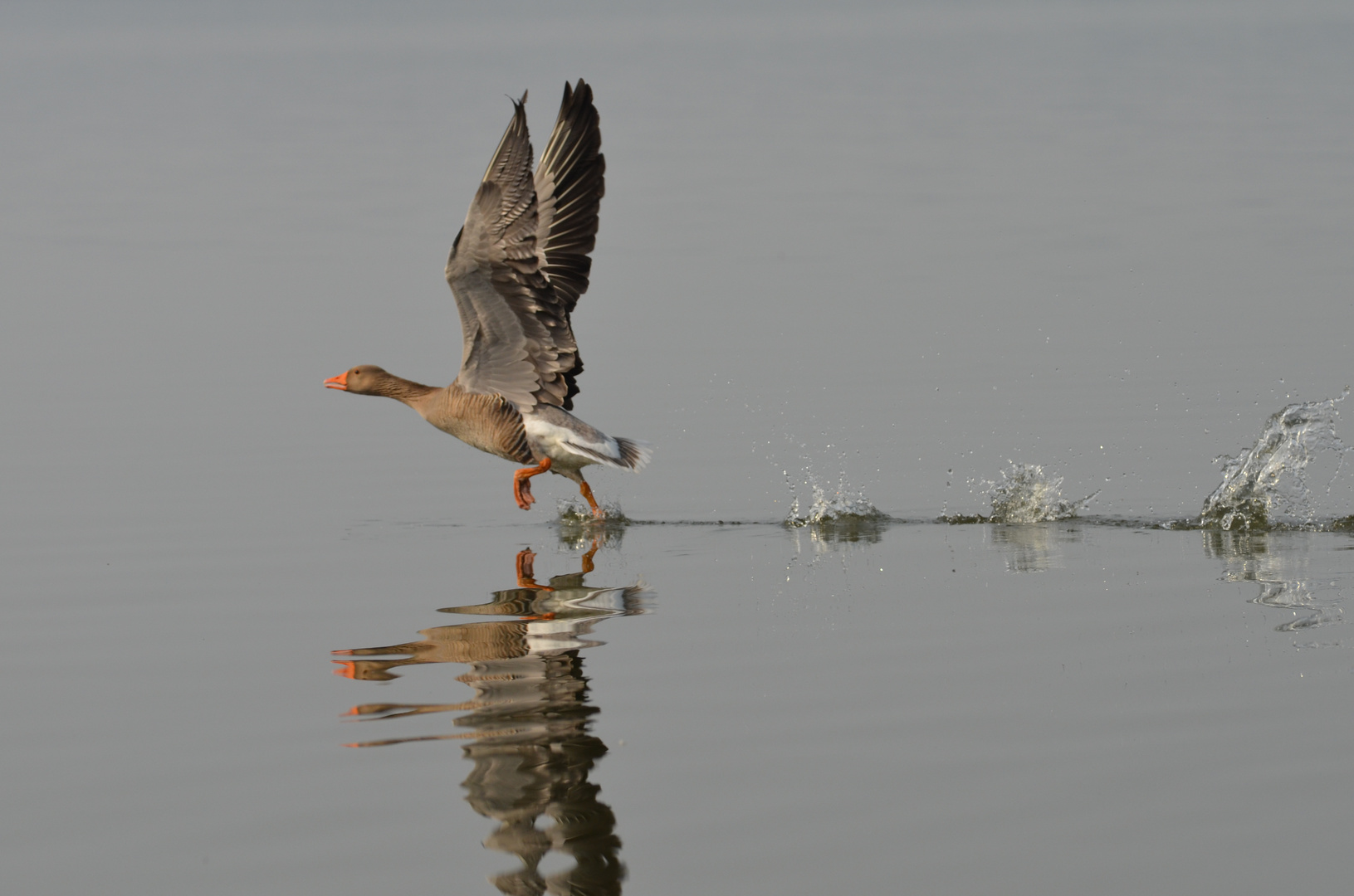 Gans beim starten