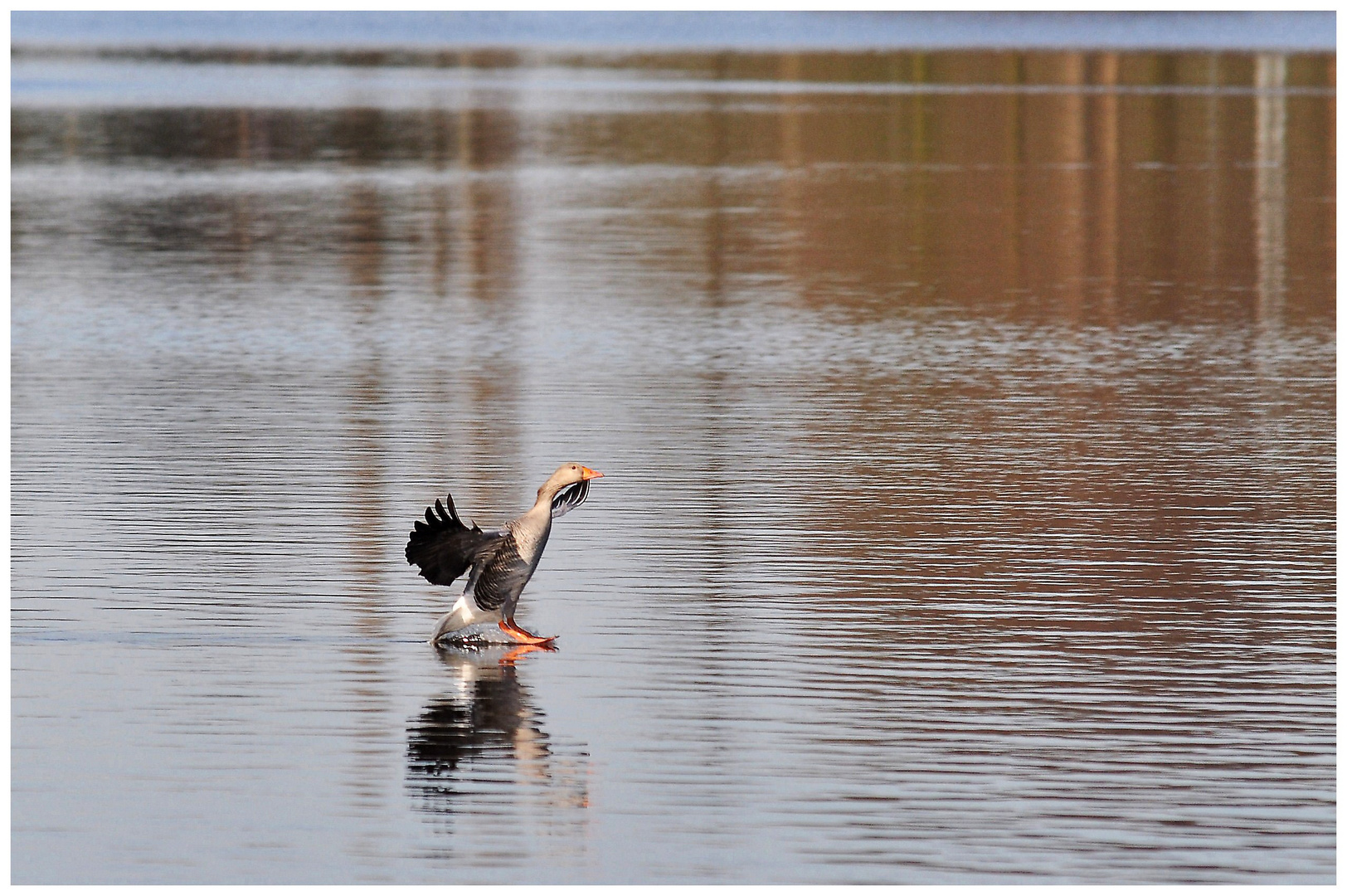 Gans beim Wasserski ?!? :-)