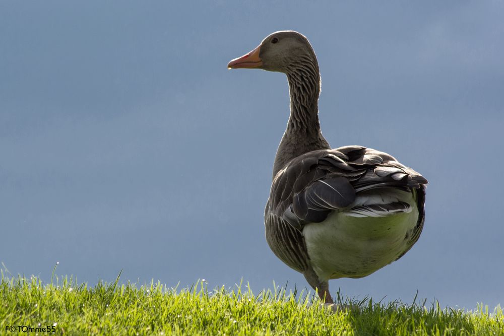 Gans beim Yoga