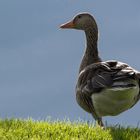 Gans beim Yoga